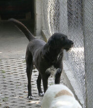 TAMMY, Hund, Mischlingshund in Bulgarien - Bild 13