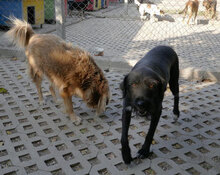 TAMMY, Hund, Mischlingshund in Bulgarien - Bild 16