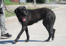 TAMMY, Hund, Mischlingshund in Bulgarien - Bild 18