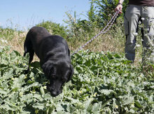 TAMMY, Hund, Mischlingshund in Bulgarien - Bild 19