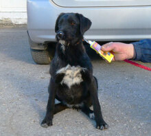 TAMMY, Hund, Mischlingshund in Bulgarien - Bild 2