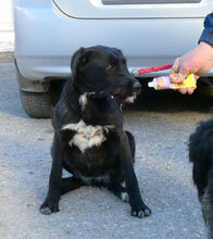 TAMMY, Hund, Mischlingshund in Bulgarien - Bild 3