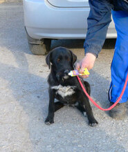 TAMMY, Hund, Mischlingshund in Bulgarien - Bild 4