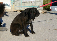 TAMMY, Hund, Mischlingshund in Bulgarien - Bild 6