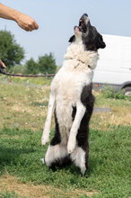 KARMA, Hund, Mischlingshund in Bulgarien - Bild 2
