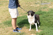 KARMA, Hund, Mischlingshund in Bulgarien - Bild 3