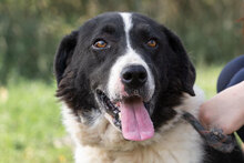 KARMA, Hund, Mischlingshund in Bulgarien - Bild 6