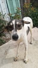 ANNIE, Hund, Mischlingshund in Griechenland - Bild 1