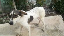 ANNIE, Hund, Mischlingshund in Griechenland - Bild 4