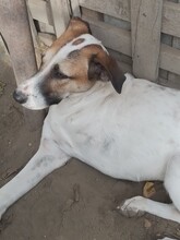 CRISS, Hund, Mischlingshund in Rumänien - Bild 10