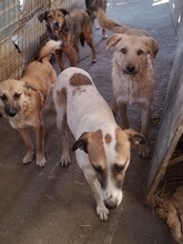 CRISS, Hund, Mischlingshund in Rumänien - Bild 11