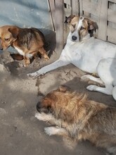 CRISS, Hund, Mischlingshund in Rumänien - Bild 12
