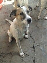 CRISS, Hund, Mischlingshund in Rumänien - Bild 13