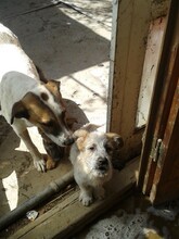 CRISS, Hund, Mischlingshund in Rumänien - Bild 17