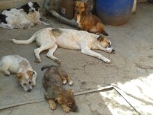 CRISS, Hund, Mischlingshund in Rumänien - Bild 18
