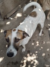 CRISS, Hund, Mischlingshund in Rumänien - Bild 2