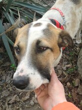 CRISS, Hund, Mischlingshund in Rumänien - Bild 24