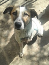 CRISS, Hund, Mischlingshund in Rumänien - Bild 25