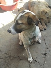 CRISS, Hund, Mischlingshund in Rumänien - Bild 28