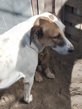 CRISS, Hund, Mischlingshund in Rumänien - Bild 3