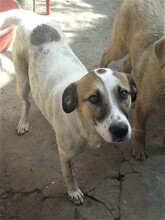 CRISS, Hund, Mischlingshund in Rumänien - Bild 31