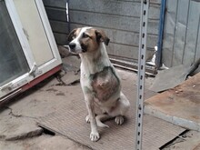CRISS, Hund, Mischlingshund in Rumänien - Bild 32