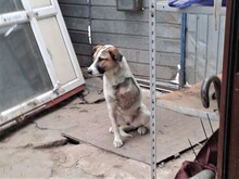 CRISS, Hund, Mischlingshund in Rumänien - Bild 33