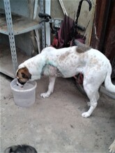 CRISS, Hund, Mischlingshund in Rumänien - Bild 35