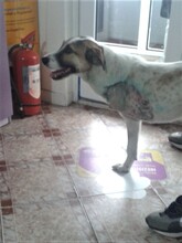 CRISS, Hund, Mischlingshund in Rumänien - Bild 36
