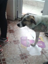 CRISS, Hund, Mischlingshund in Rumänien - Bild 37