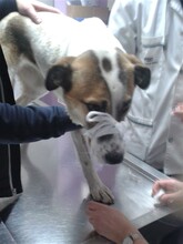 CRISS, Hund, Mischlingshund in Rumänien - Bild 38