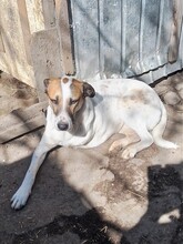 CRISS, Hund, Mischlingshund in Rumänien - Bild 4
