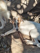 CRISS, Hund, Mischlingshund in Rumänien - Bild 5