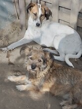 CRISS, Hund, Mischlingshund in Rumänien - Bild 6