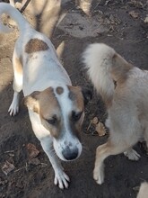 CRISS, Hund, Mischlingshund in Rumänien - Bild 7