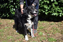 CARMINE, Hund, Mischlingshund in Italien - Bild 11