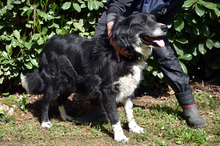 CARMINE, Hund, Mischlingshund in Italien - Bild 12