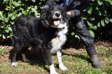 CARMINE, Hund, Mischlingshund in Italien - Bild 13