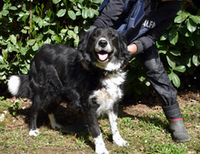 CARMINE, Hund, Mischlingshund in Italien - Bild 14