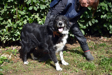 CARMINE, Hund, Mischlingshund in Italien - Bild 15