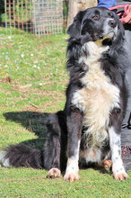 CARMINE, Hund, Mischlingshund in Italien - Bild 4