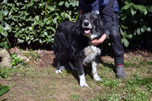 CARMINE, Hund, Mischlingshund in Italien - Bild 5