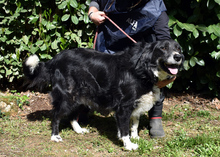 CARMINE, Hund, Mischlingshund in Italien - Bild 7