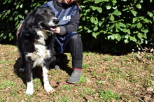CARMINE, Hund, Mischlingshund in Italien - Bild 8