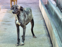 CHRISSY, Hund, Mischlingshund in Italien - Bild 2