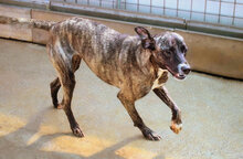 CHRISSY, Hund, Mischlingshund in Italien - Bild 3