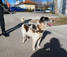 TOBY, Hund, Mischlingshund in Nidderau - Bild 11