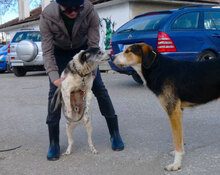 TOBY, Hund, Mischlingshund in Nidderau - Bild 3