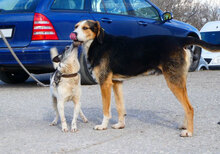 TOBY, Hund, Mischlingshund in Nidderau - Bild 4