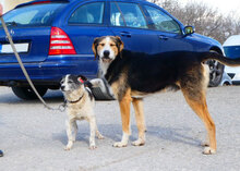 TOBY, Hund, Mischlingshund in Nidderau - Bild 5